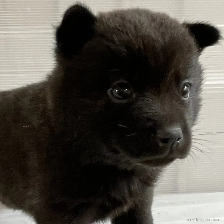 ID：2311-02963の子犬