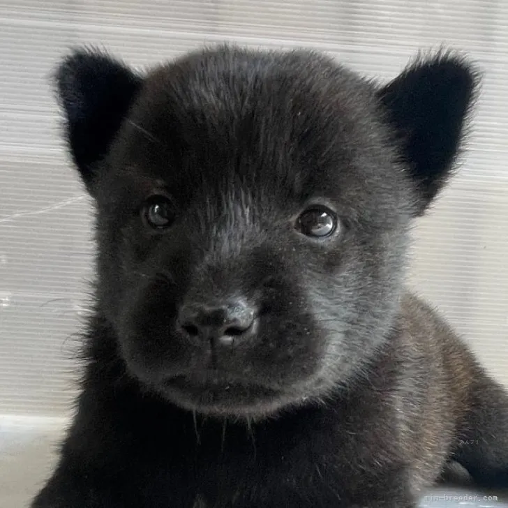 ID:2310-04195の子犬