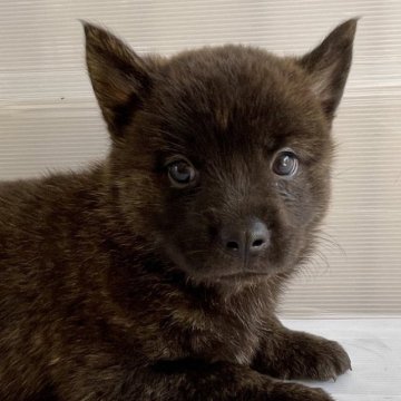 甲斐犬【大阪府・男の子・2023年7月13日・赤虎毛】の写真「力強い四肢の赤虎の男の子。」