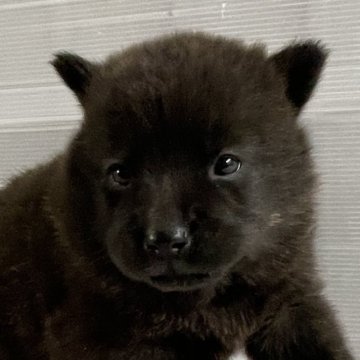 甲斐犬【大阪府・男の子・2023年10月10日・黒虎毛】の写真「祖父祖母ともにインターチャンピオン　スタイル抜群」
