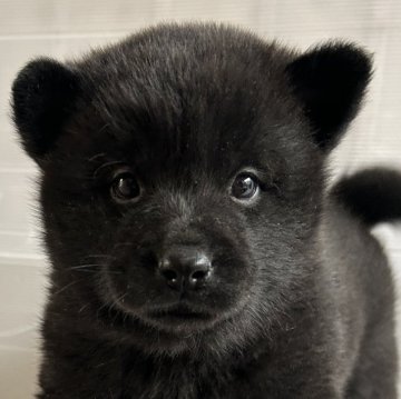 甲斐犬【大阪府・男の子・2024年2月14日・黒虎】の写真「祖父はインターチャンピオン、頭の良い黒虎の男の子」