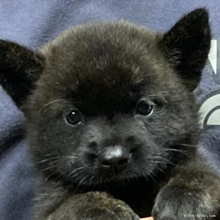 ID:2212-05126の子犬