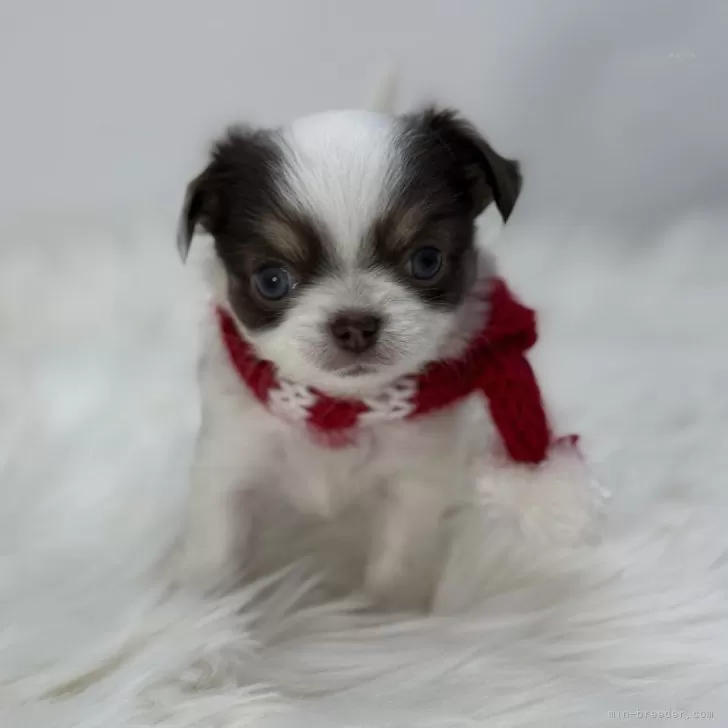 ID:2412-00240の子犬