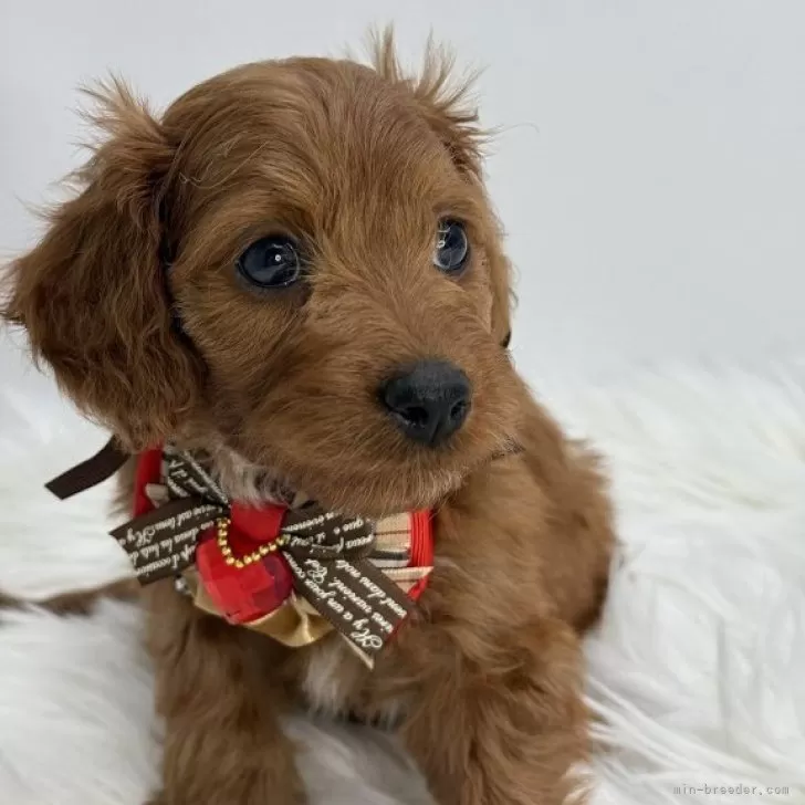 ID:2502-00291の子犬