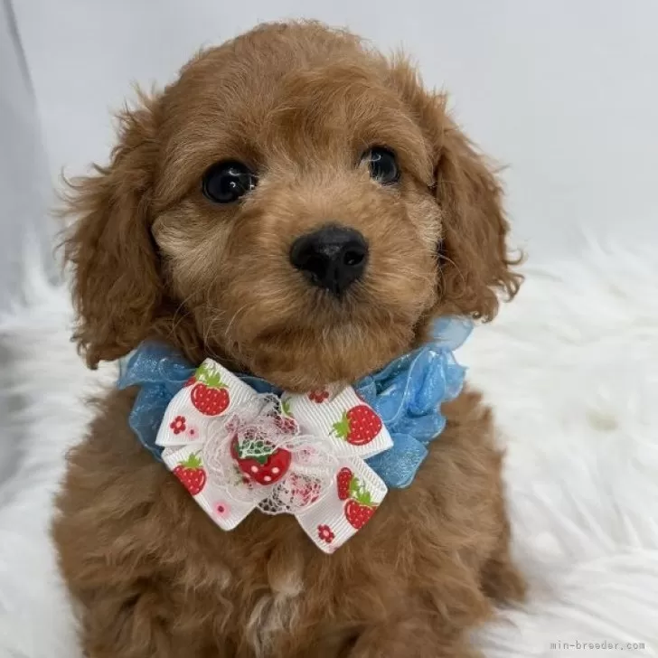 ID：2502-00290の子犬