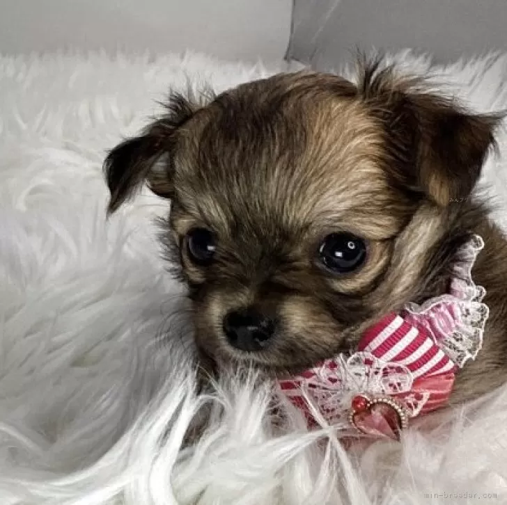 ID:2509-02327の子犬