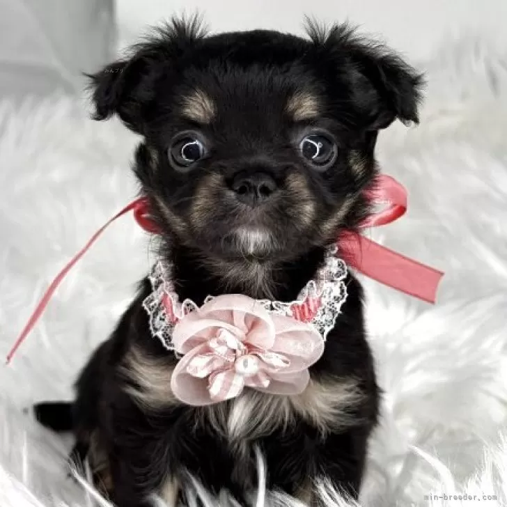 ID:2509-06294の子犬