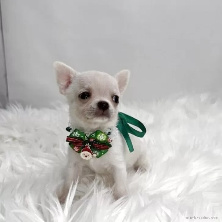 チワワ(スムース)【京都府・女の子・2025年10月16日・クリーム】の写真1