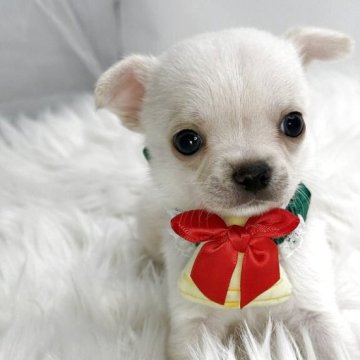 チワワ(スムース)【京都府・男の子・2025年10月16日・クリーム】の写真「かわいいクリームのおとこのこ 0290」