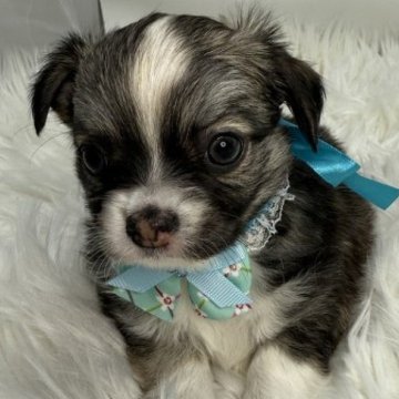 チワワ(ロング)【京都府・男の子・2025年1月25日・フォーン・セーブル】の写真「かわいいフォーン・セーブルのおとこのこ 0241」