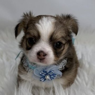 チワワ(ロング)【京都府・男の子・2025年1月25日・フォーン・セーブル】の写真「かわいいフォーン・セーブルのおとこのこ 0242」