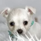 チワワ(ロング)