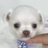 チワワ(ロング)