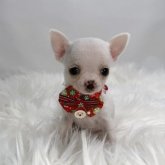 チワワ(スムース)