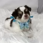 チワワ(ロング)