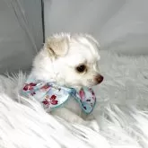 チワワ(ロング)