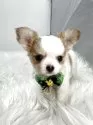 チワワ(ロング)【京都府・男の子・2025年7月19日・フォーン・ホワイト】の写真2