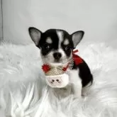 チワワ(スムース)【京都府・女の子・2025年10月16日・ブラック・ホワイト】の写真3