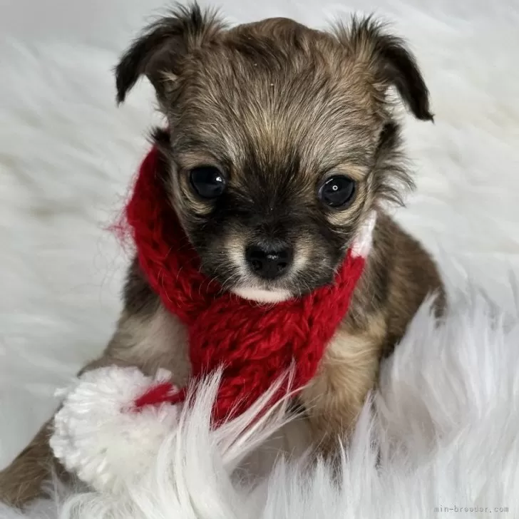 ID：2402-01124の子犬