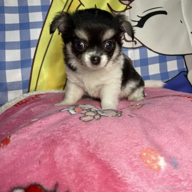 ID:2107-02550の子犬