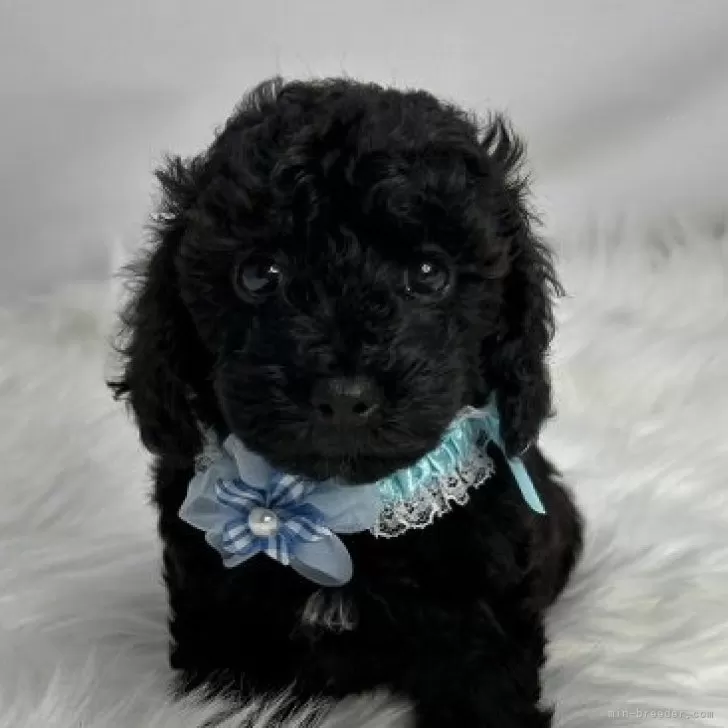 Y.K 様のお迎えした子犬