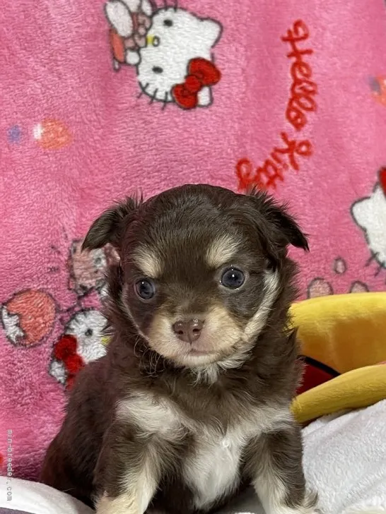 ID:2202-01750の子犬