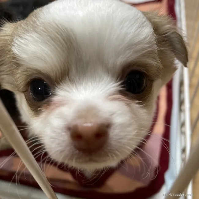 ID:2104-01941の子犬