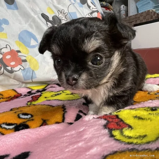 ID：2104-00358の子犬