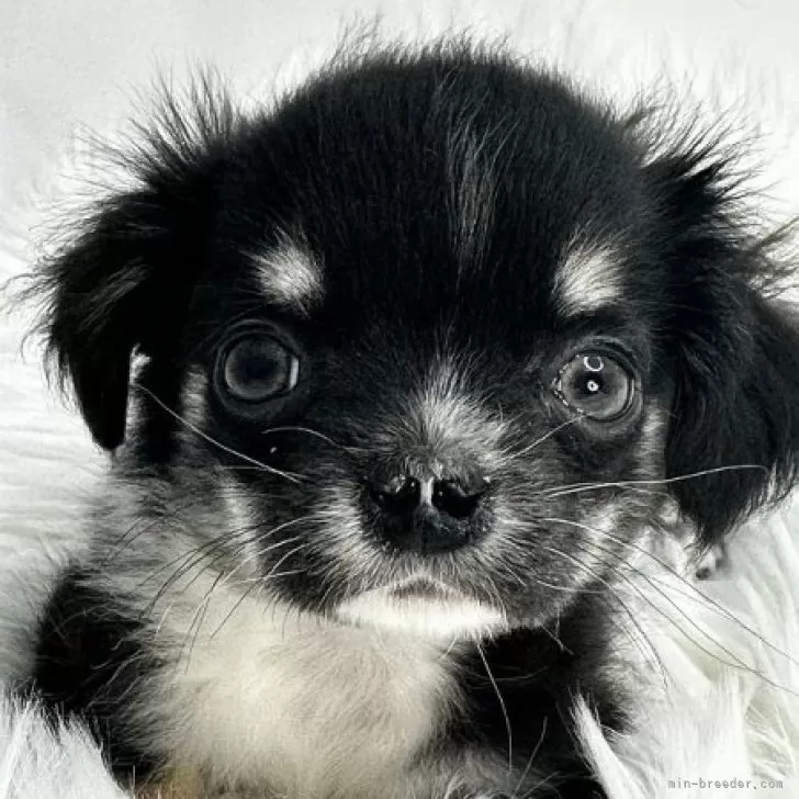 ID：2404-06658の子犬