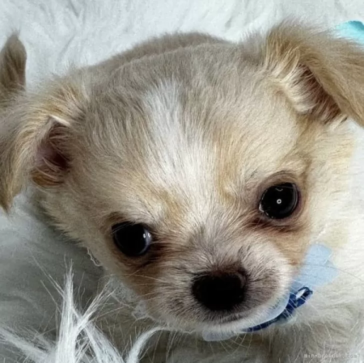 ID：2409-04392の子犬