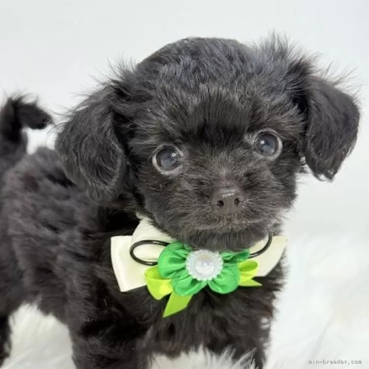 ID:2409-08051の子犬