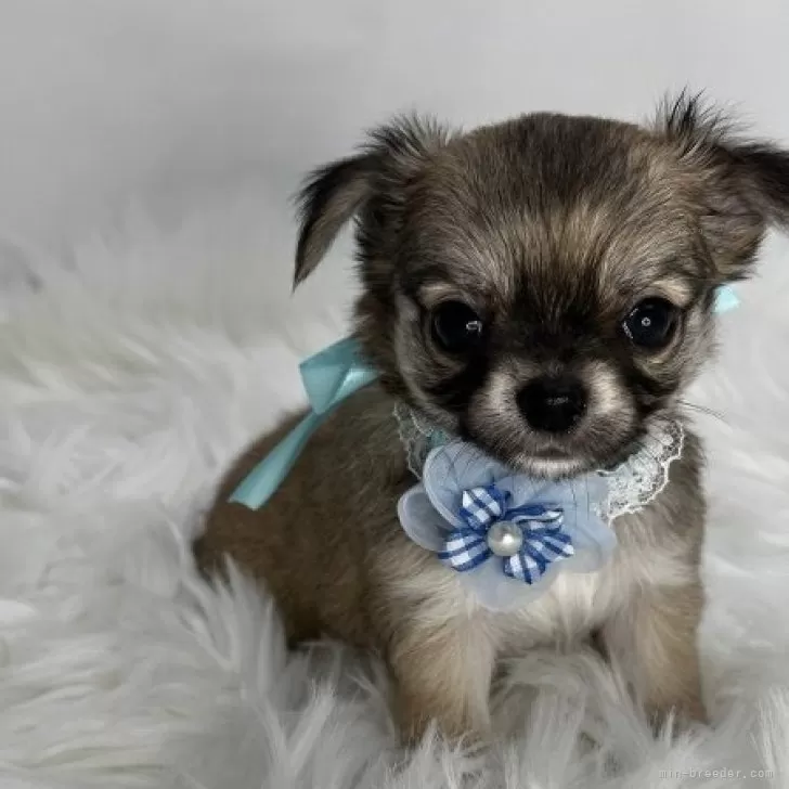 ID：2409-04371の子犬