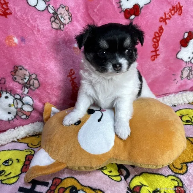 ID：2105-00990の子犬