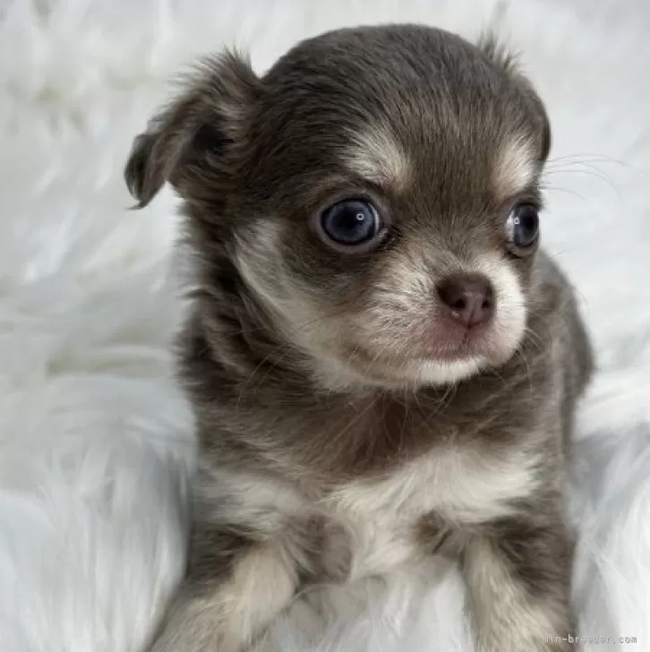 ID:2408-07302の子犬