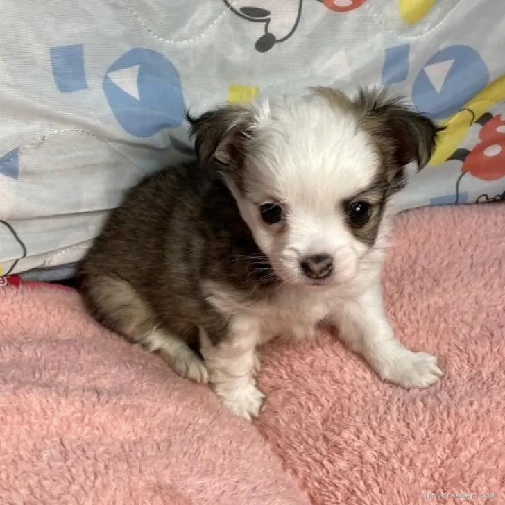 ID：2207-04171の子犬