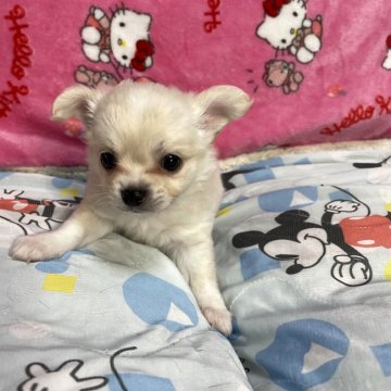 チワワ(ロング)【京都府・男の子・2021年4月13日・クリーム】の写真「おめめぱっちりクリームのおとこのこ」