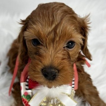 ミックス(トイxダックス)xトイプー【京都府・女の子・2024年4月12日・レッド】の写真「(ﾄｲxﾀﾞｯｸｽ)母xﾄｲ父のおんなのこ0199」