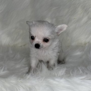 チワワ(ロング)【京都府・女の子・2022年12月15日・ホワイト・クリーム】の写真「かわいいホワイト・クリームのおんなのこ」