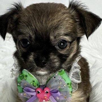 チワワ(ロング)【京都府・女の子・2024年8月2日・セーブル】の写真「かわいいセーブルのおんなのこ 0214」