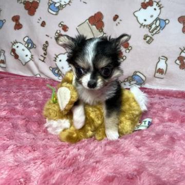 チワワ(ロング)【京都府・女の子・2022年6月24日・ブラック・ホワイト&タン】の写真「おめめクリクリなブラック・ホワイト＆タンのちっちゃ」