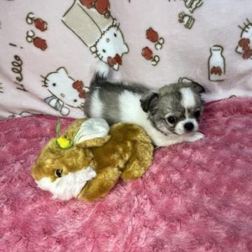 チワワ(ロング)【京都府・男の子・2022年6月24日・フォーン・セーブル&ホワイト】の写真「おめめクリクリなフォーン・セーブル＆ホワイトのおと」