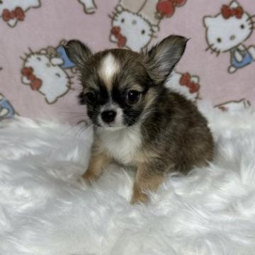 チワワ(ロング)【京都府・男の子・2022年8月15日・フォーン・ホワイト】の写真「かわいいフォーン・ホワイトのおとこのこ」