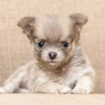 チワワ(ロング)【京都府・女の子・2022年7月27日・ブルー】の写真「ちっちゃいブルーのおんなのこ」