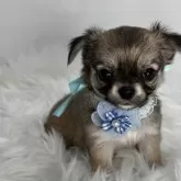 チワワ(ロング)【京都府・男の子・2024年8月2日・セーブル】の写真1