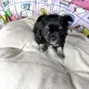 チワワ(ロング)【京都府・女の子・2021年9月25日・ブラックタン】の写真2