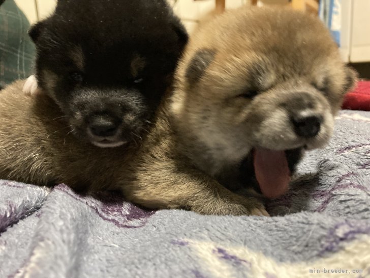 林　道代(はやし　みちよ)ブリーダー(三重県・柴犬など・JKC/日本犬保存会/KC登録)の紹介写真3