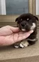 柴犬(標準サイズ)【三重県・男の子・2025年7月9日・黒】の写真2