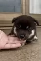 柴犬(標準サイズ)【三重県・男の子・2025年7月9日・黒】の写真6