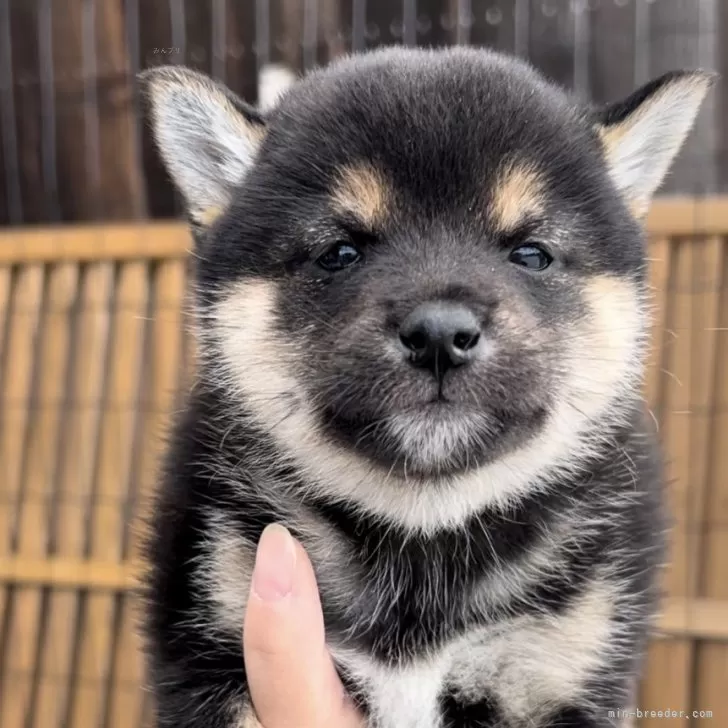 ID：2411-04116の子犬