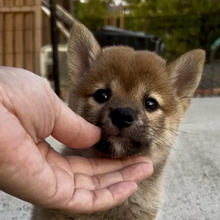 ID:2507-08823の子犬
